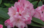 Rhododendron Pamela Louise